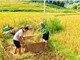 Phương pháp truy xuất nguồn gốc địa lý gạo Séng Cù